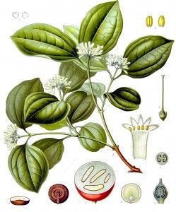 A botanical illustration of a plant with leaves and flowers