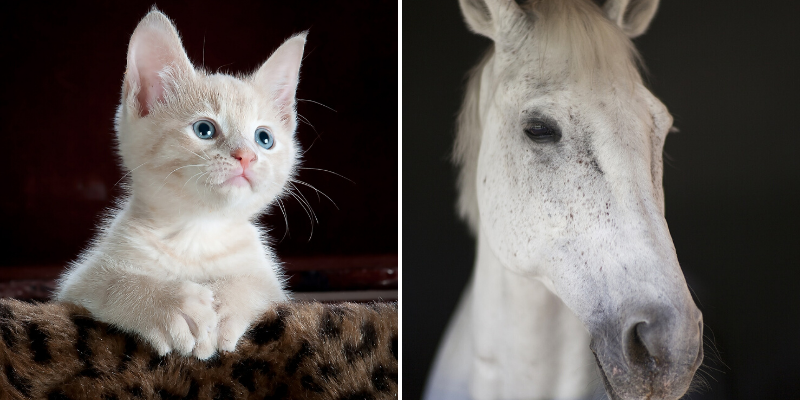 A white kitten and a white horse are sitting next to each other.