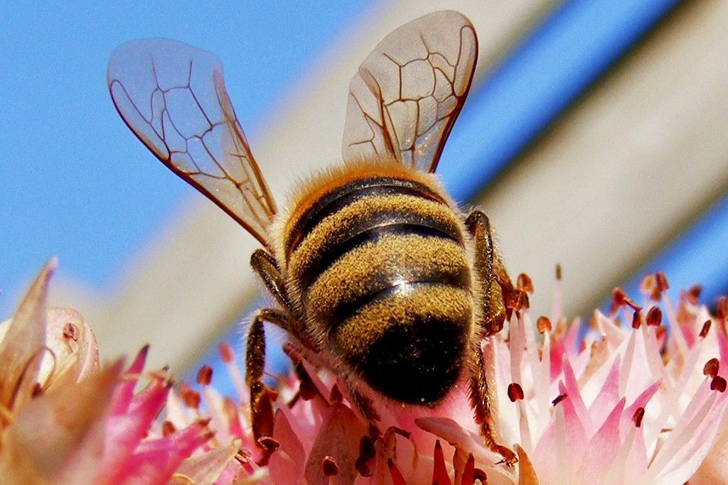 A close up of a bee on a pink flower