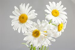 A bunch of daisies are arranged in the shape of a heart.