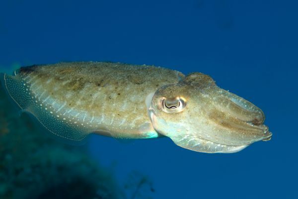 A cuttlefish is swimming in the ocean near a coral reef.