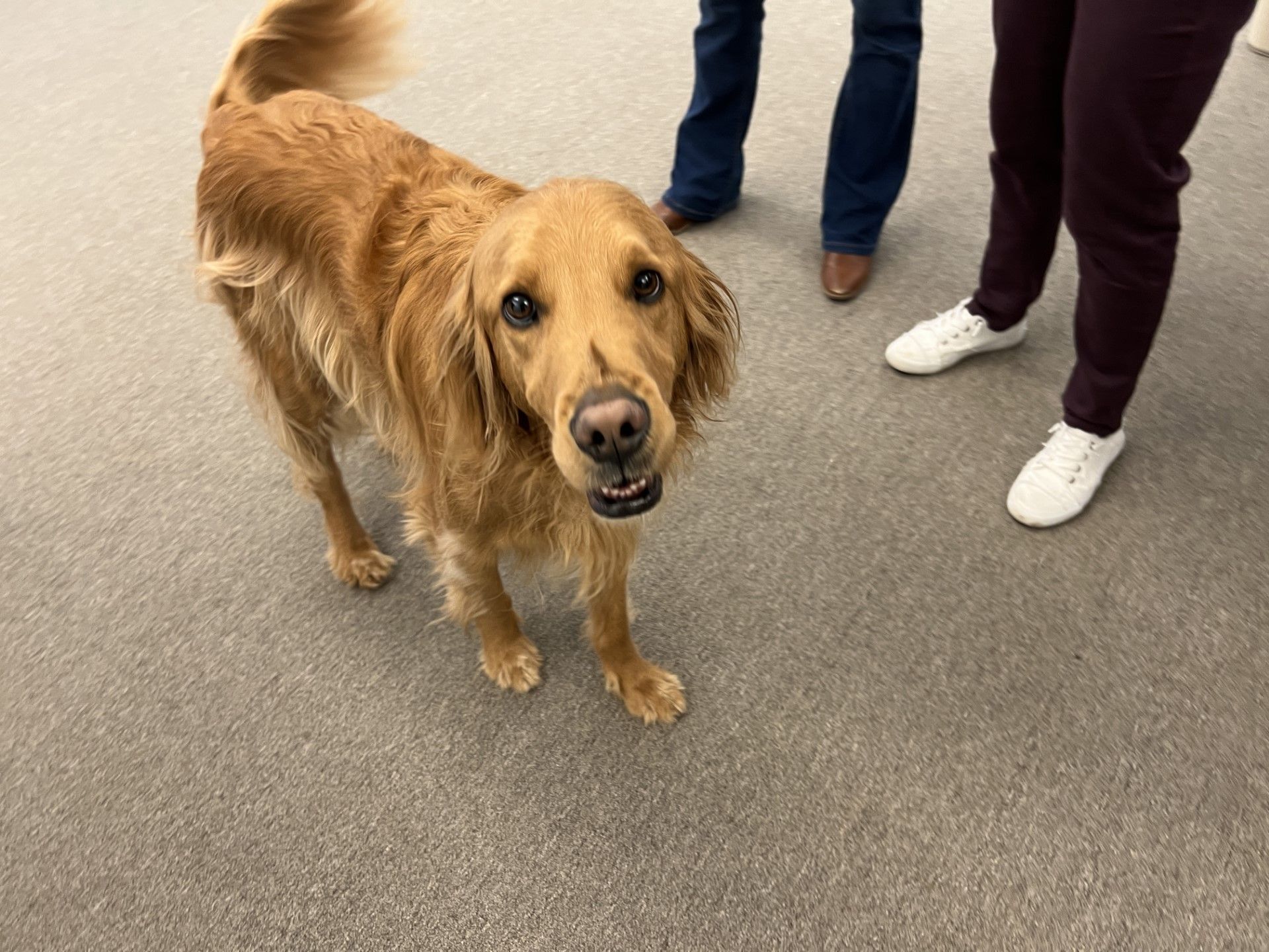Golden retriever standing, looking at the camera, with people's legs in the background. Beige carpet.