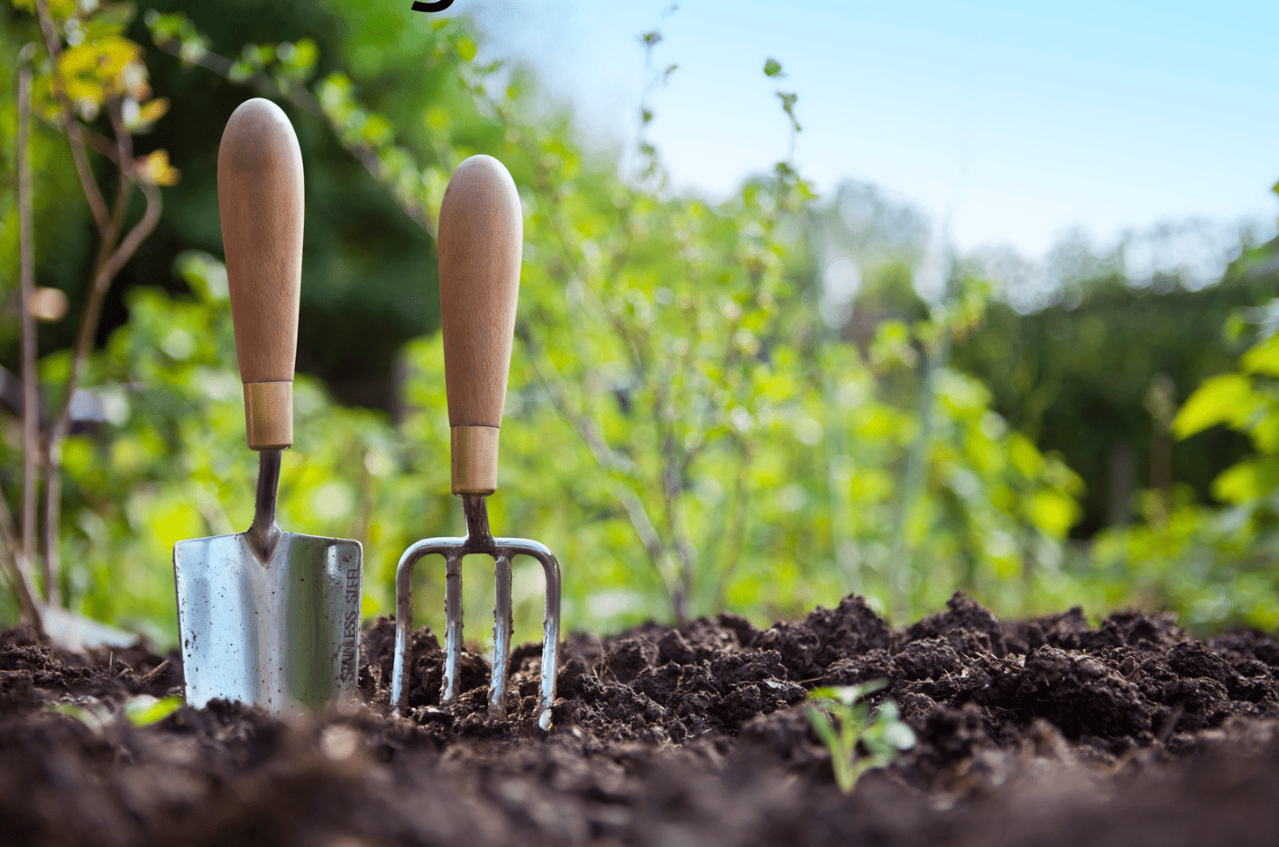 Gardening trowel and hand fork in soil with seedlings in a sunny garden bed