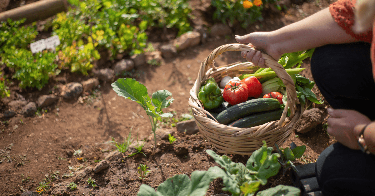 Person holding a basket of freshly picked vegetables in a garden bed