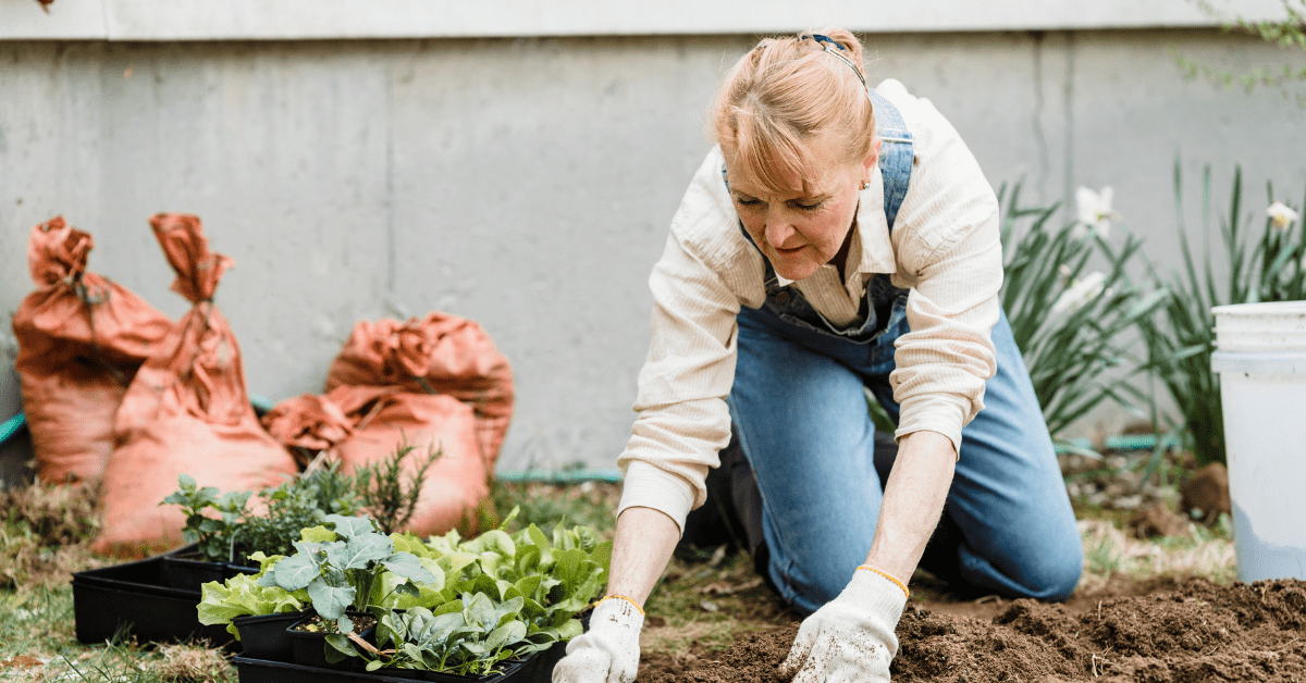Gardener kneeling in a flower bed, planting seedlings beside pink garden bags and a white wall.