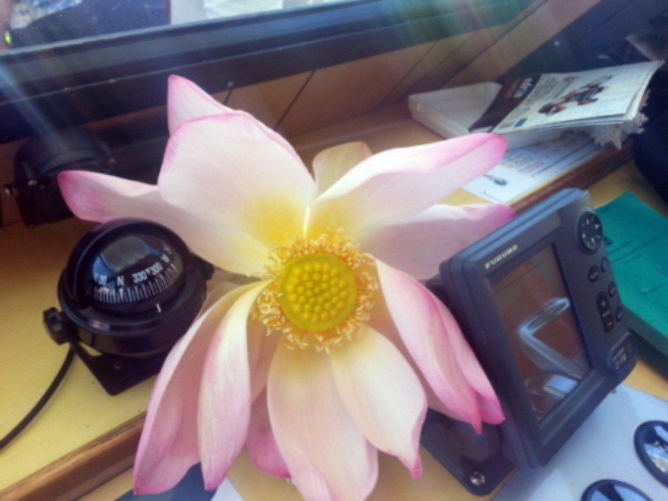Un fiore rosa e bianco su una scrivania accanto all'obiettivo di una fotocamera e a un piccolo monitor.