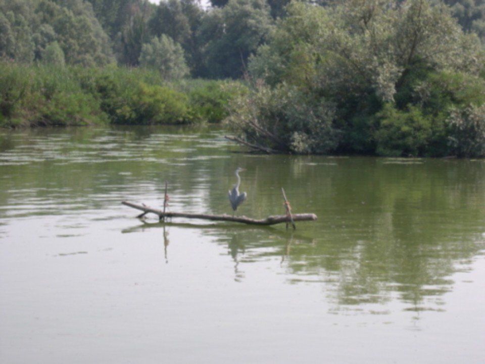 Un uccello appollaiato su un ramo galleggiante in un fiume tranquillo con alberi lungo la riva.
