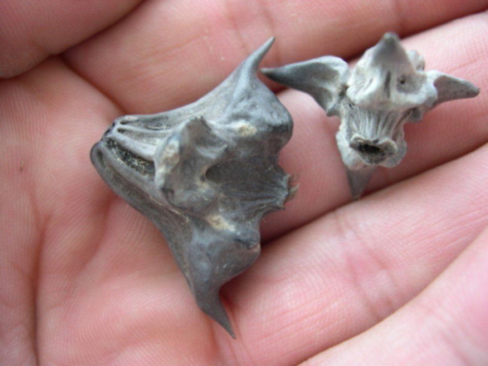 Due piccole conchiglie grigie e spinose appoggiate sul palmo di una persona