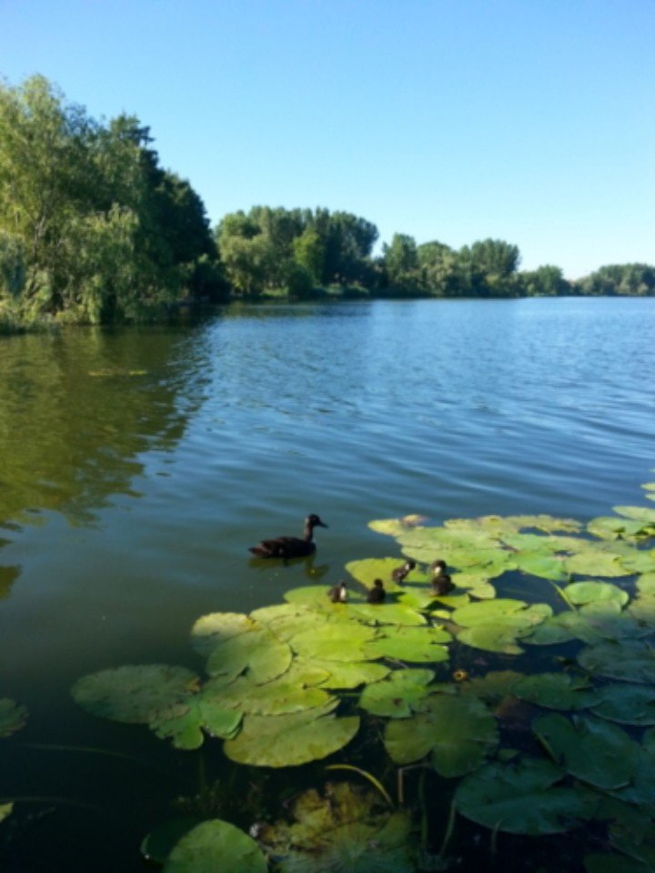 Lago con ninfee e un'anatra che nuota vicino alla riva sotto un cielo azzurro e limpido.