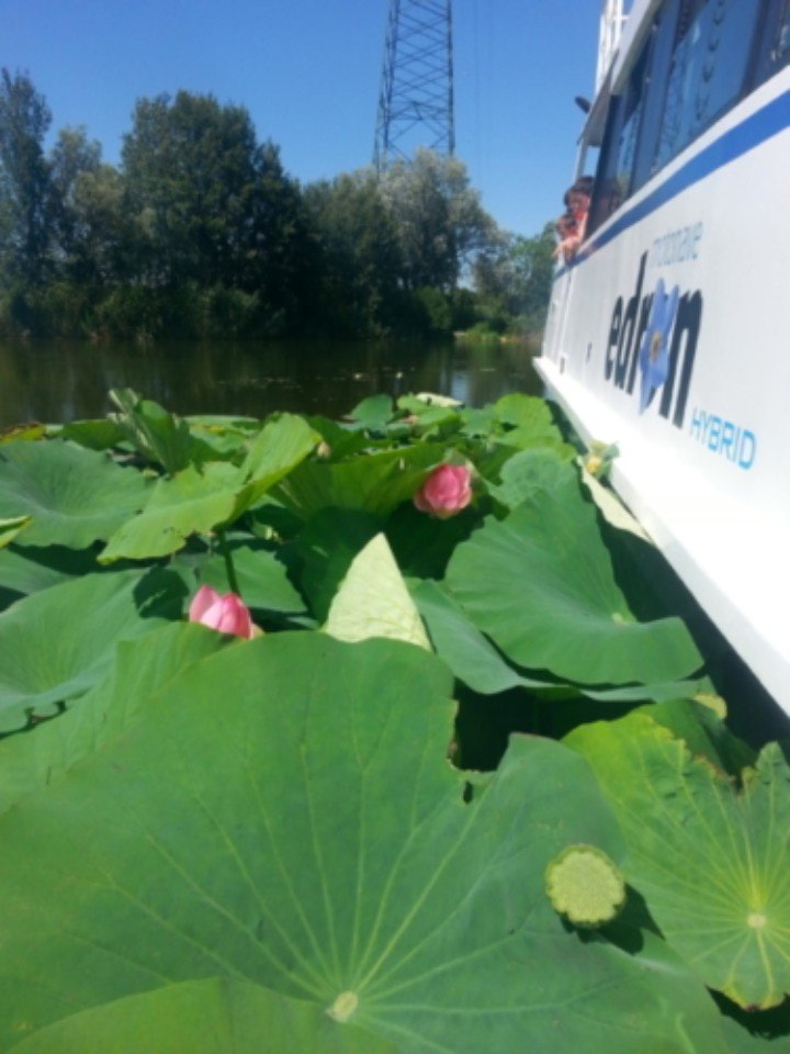 Fiori di loto rosa tra grandi foglie verdi accanto a una barca bianca su acque calme