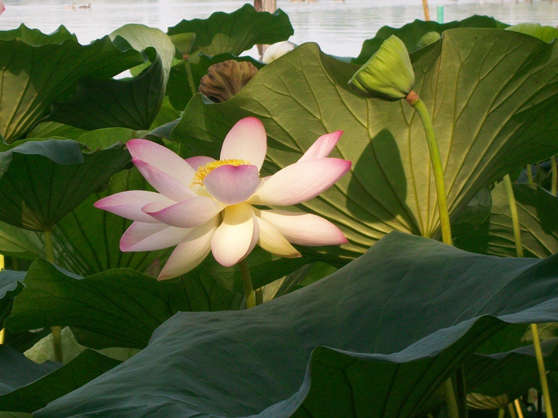 Un fiore di loto rosa tra grandi foglie verdi in uno stagno da giardino
