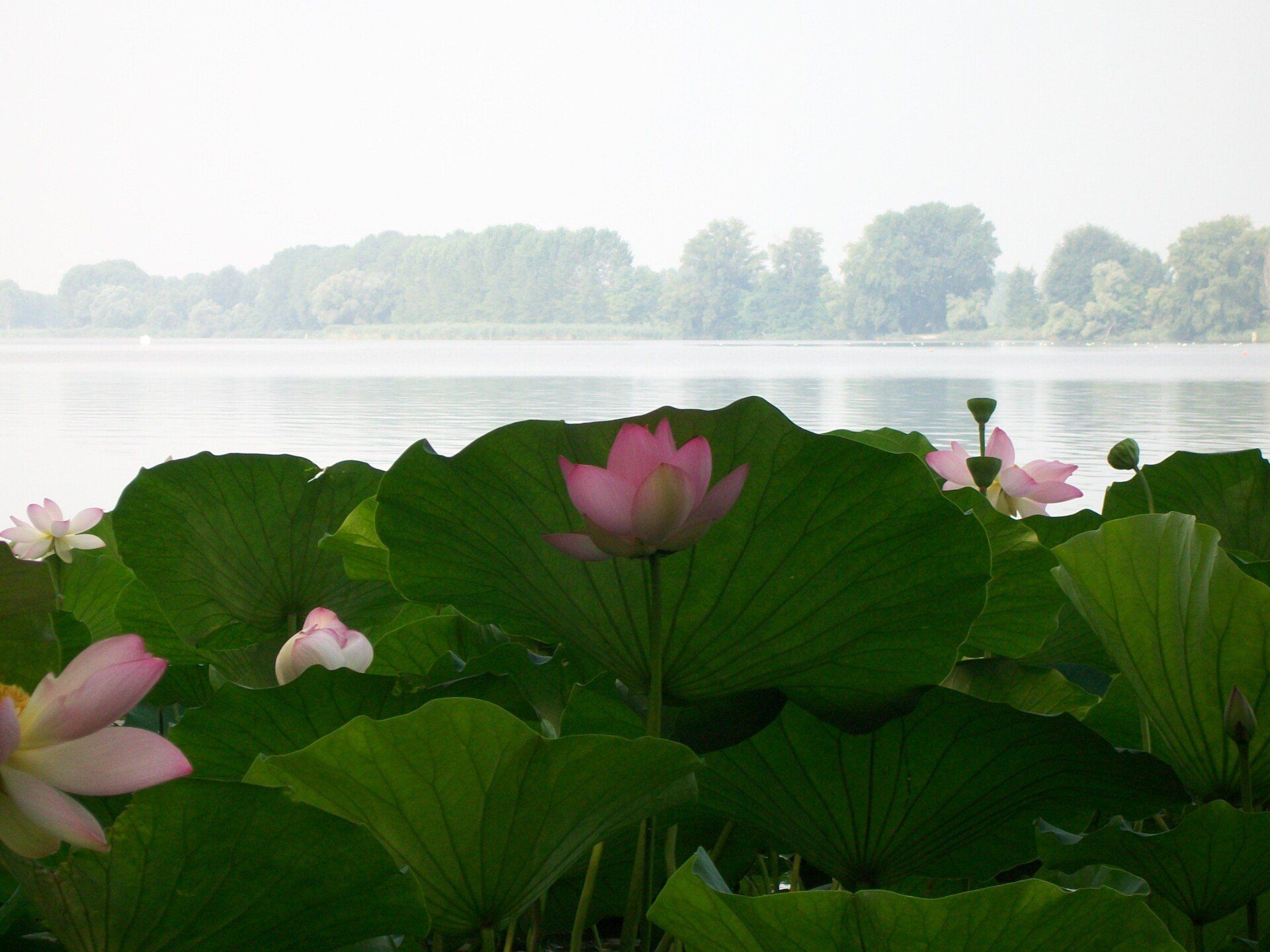Fiori di loto rosa spuntano tra le foglie verdi in riva a un lago tranquillo, con alberi avvolti nella nebbia in lontananza.