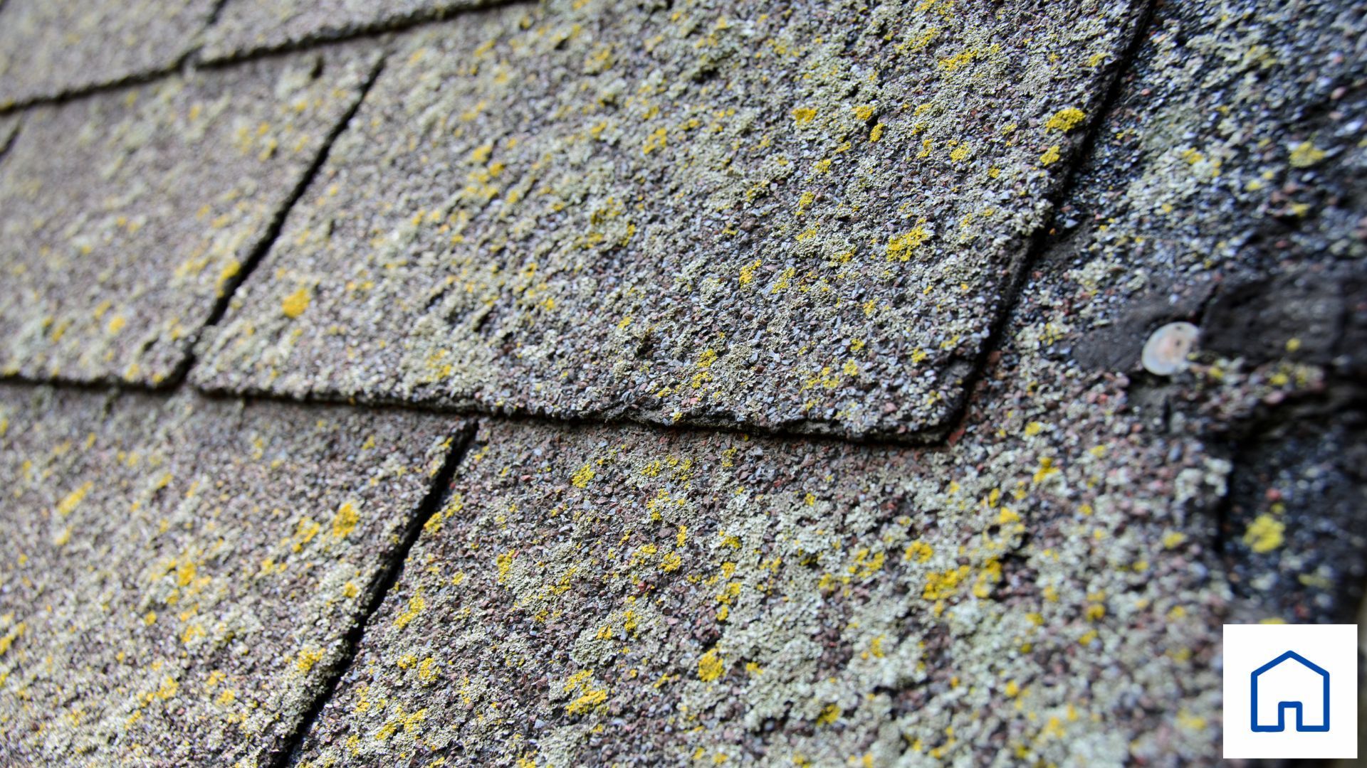 A close up of a roof with moss growing on it.