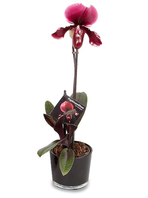 orchidee e piante in vaso