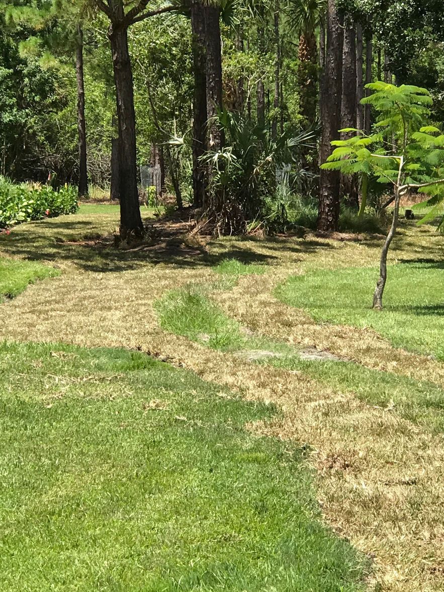 A lush green field with trees in the background and a path going through it.