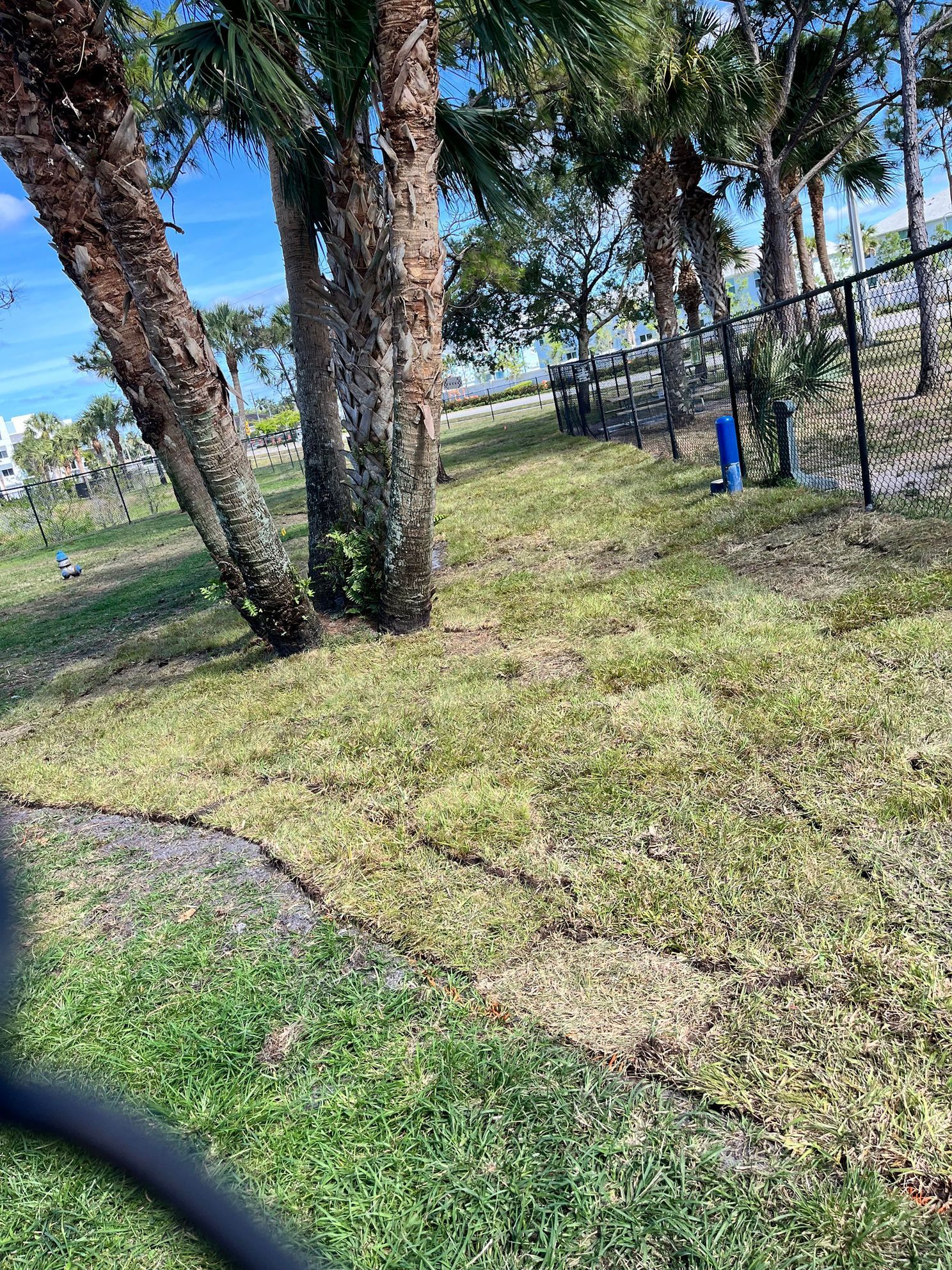 A lawn with trees and a hose in the middle of it.
