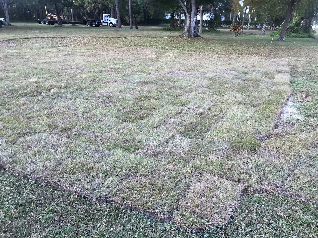 A lawn with a lot of grass and trees in the background.