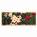 Daisies, red flowers and greenery in a field.