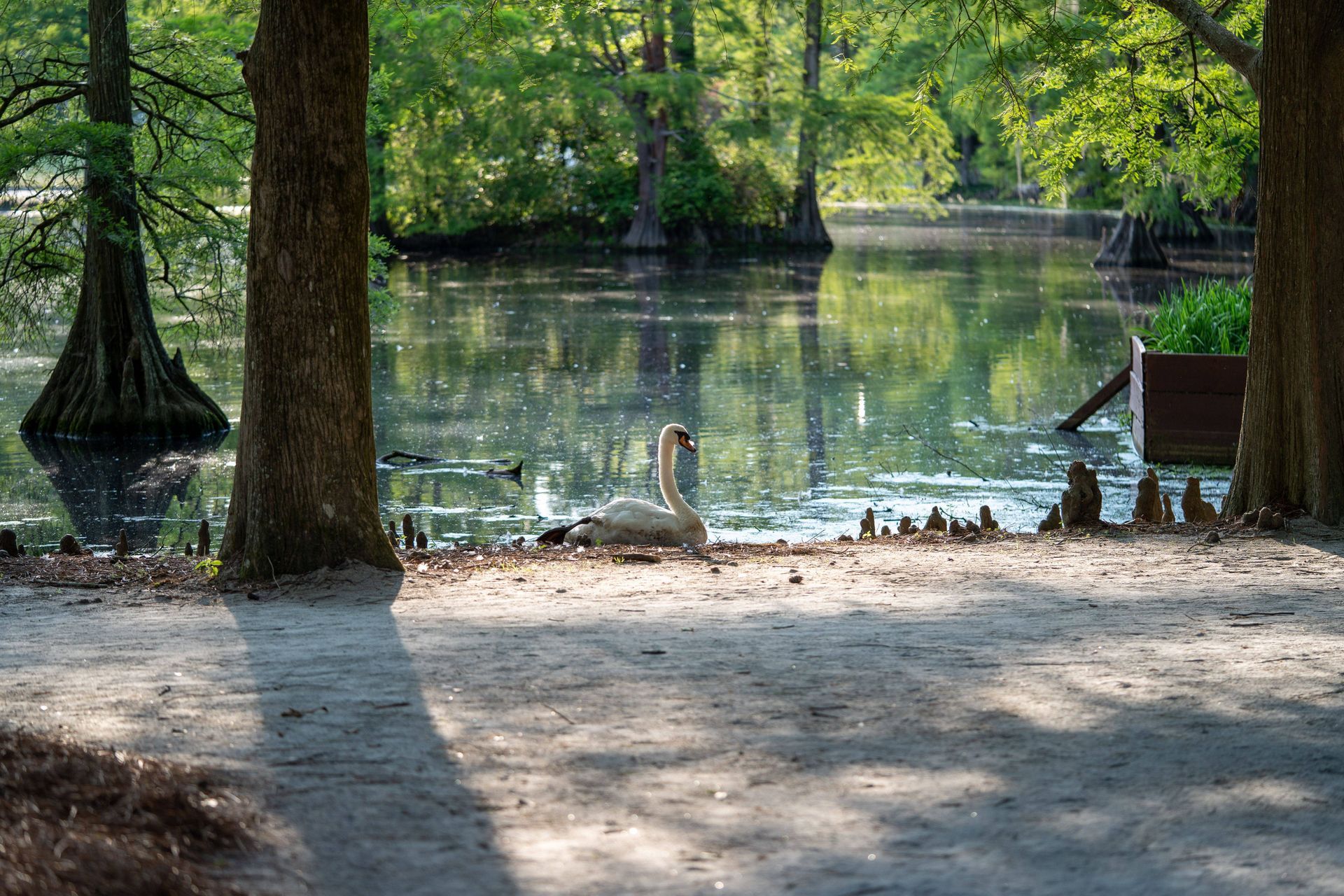 Swan Lake Iris Gardens in Sumter, SC.