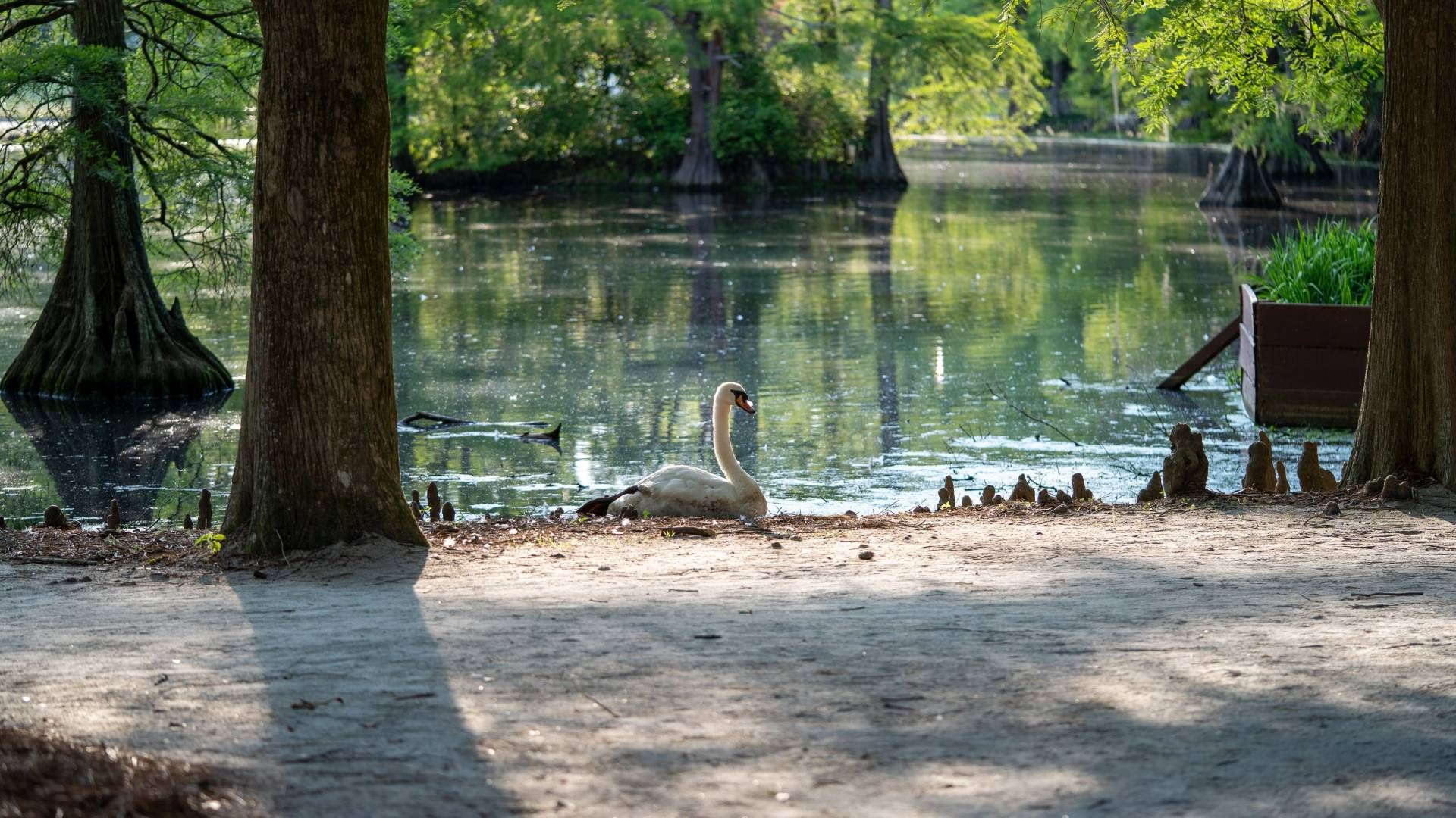 Swan Lake Iris Gardens in Sumter, SC
