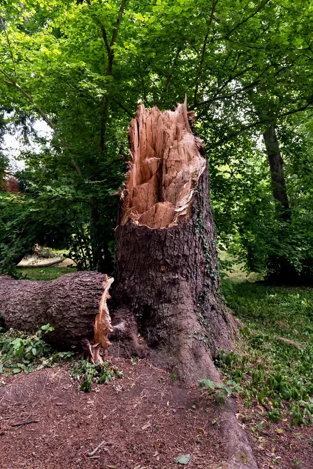A tree stump that looks like the tree was cracked and fell over in Arlington