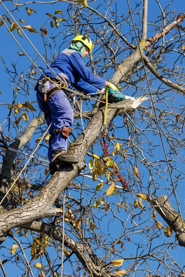 A man with a yellow hat servicing a tree in Arlington, Texas