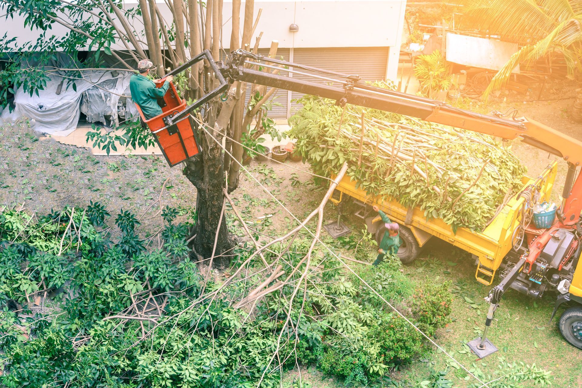 A man in a bucket lift trimming a tree in Irving, TX