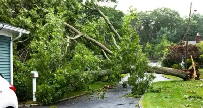 A fallen tree from a big storm