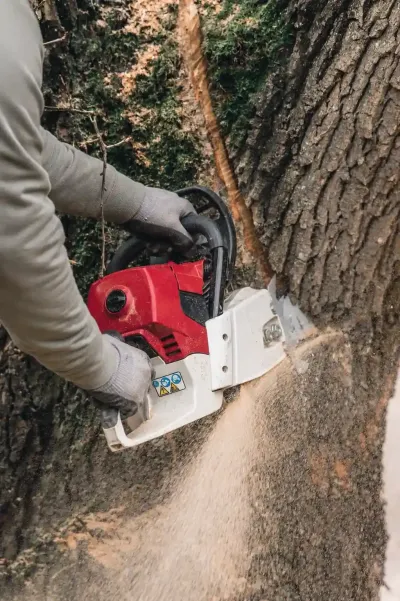 A man Chainsawing through a tree