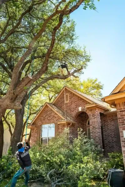 A man trimming a tree from a mechanical lift