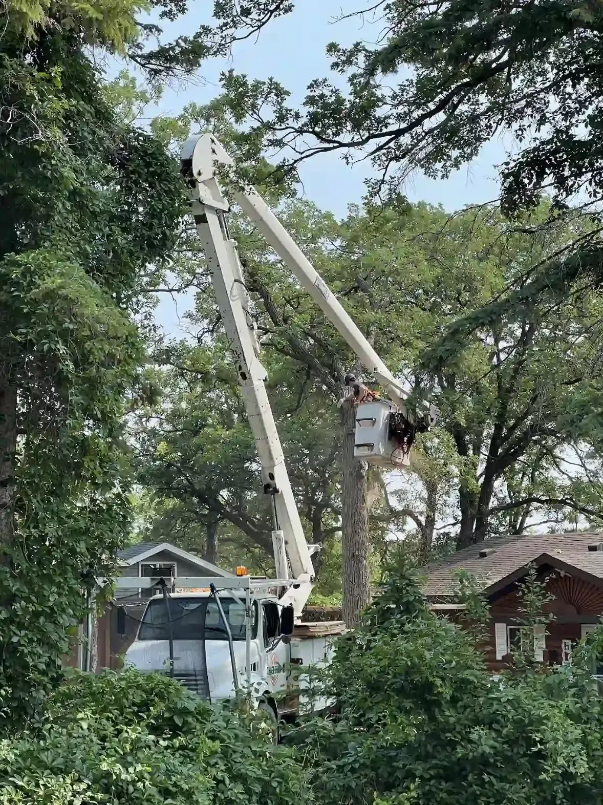 Our tree service company doing tree pruning using a crane