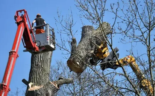 Removing a huge tree