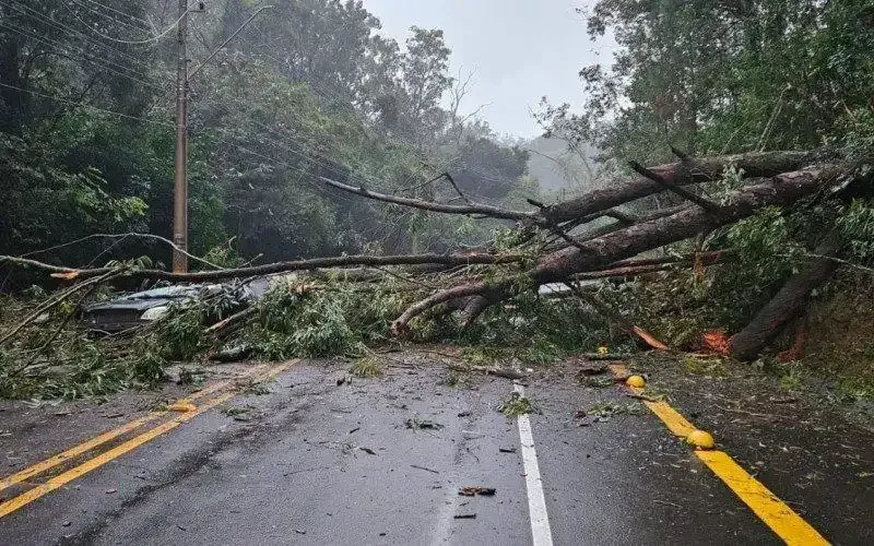 A tree that's fallen onto a road after a storm