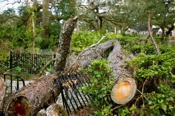 An emergency of a tree that is smashing a fence