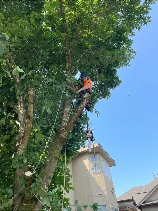 Woman tree service worker pruning a tree