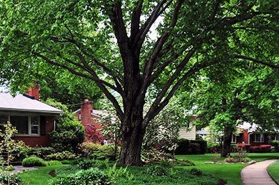 Large leafy tree in a suburban yard between brick houses and a curving sidewalk