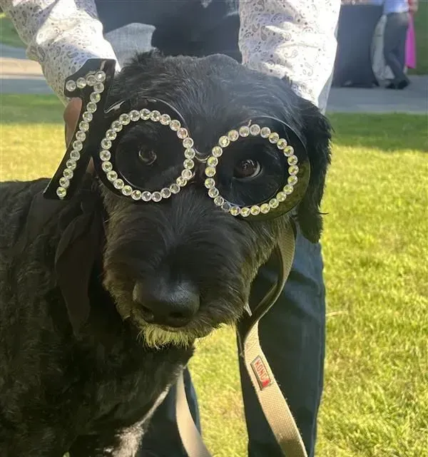 Black dog wearing rhinestone