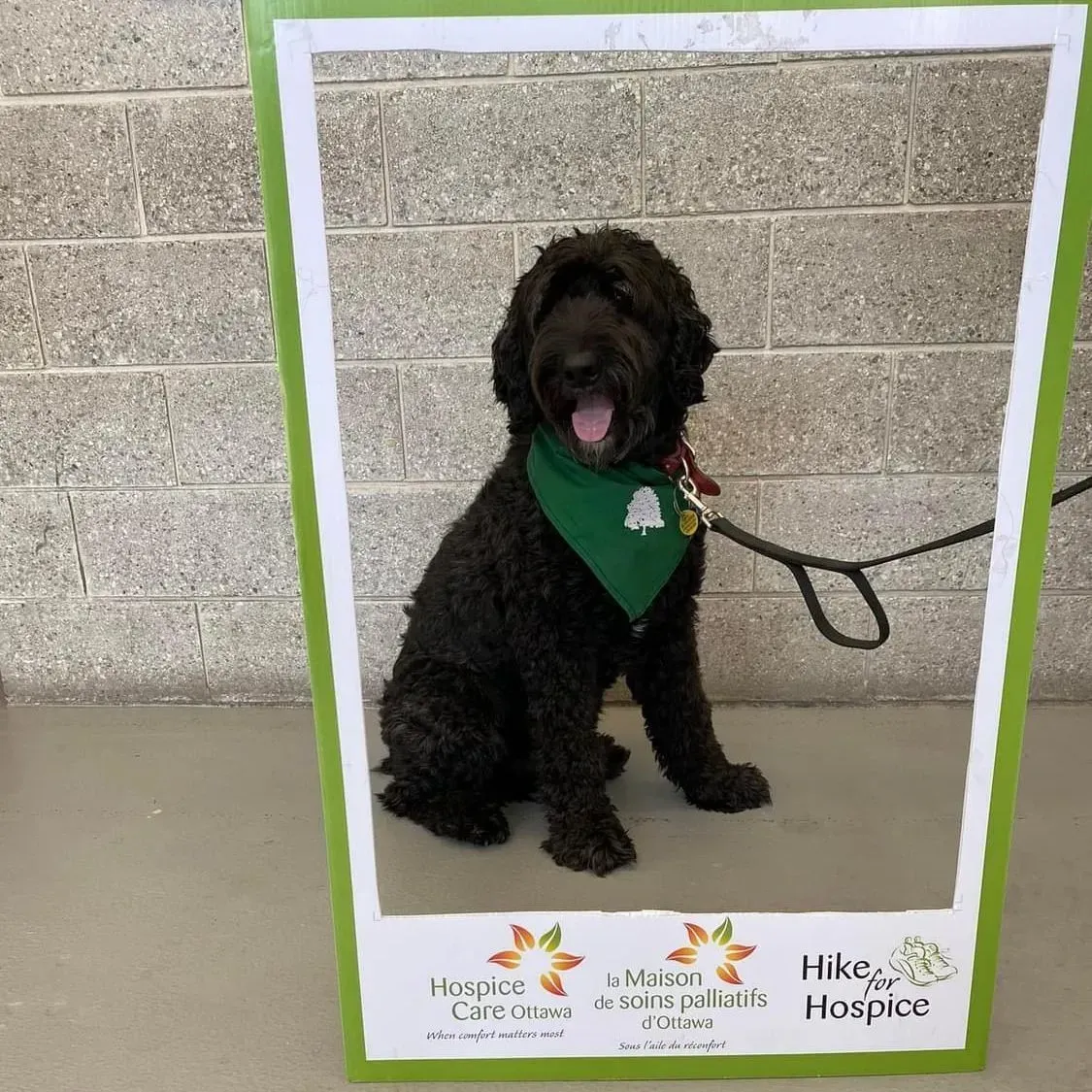 Black curly-haired dog wearing a green bandana sits on a leash in front of a brick wall.