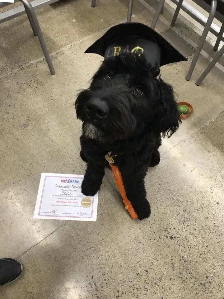 Black dog in a graduation cap sits indoors beside a certificate on the floor.