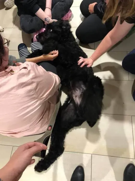 Black dog lying on tile floor while several people pet it.