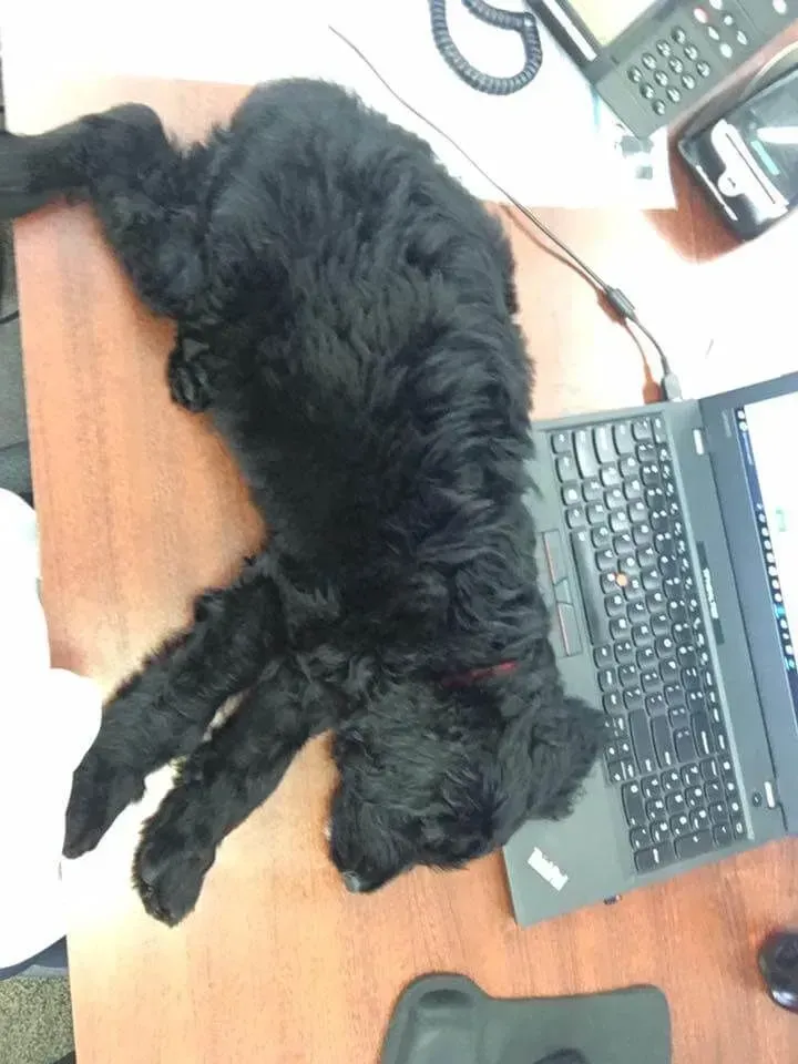 Black dog sleeping curled up on a wooden desk beside a laptop and cables