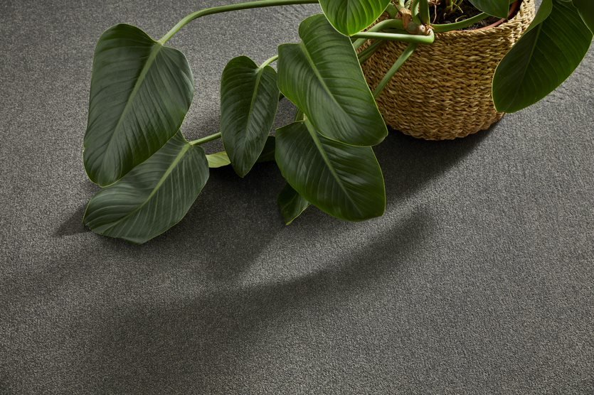 Pot Plant on Grey Carpet Flooring — Flooring Suppliers in Port Macquarie, NSW