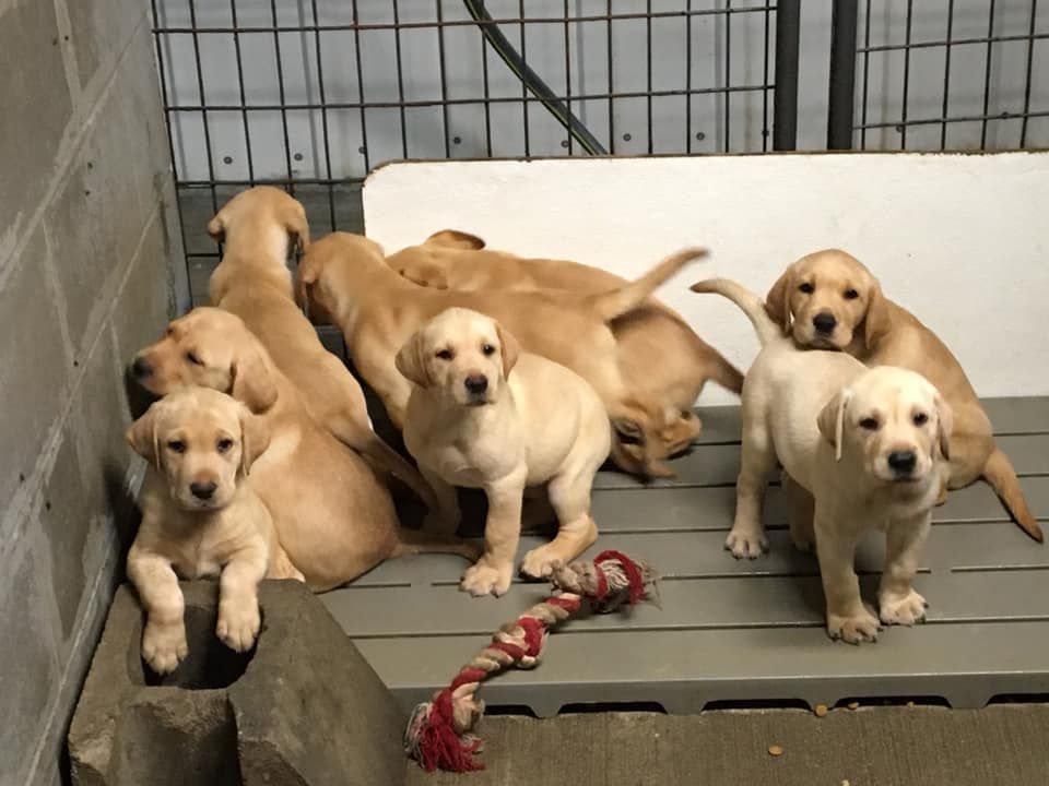 Group of yellow Labrador puppies indoors, looking at the camera. A knotted rope toy is in front.