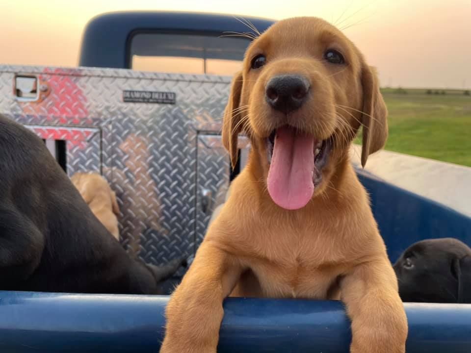 Yellow Labrador puppy panting in the back of a blue truck, with other dogs and metal storage.