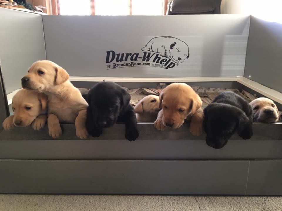 Seven Labrador puppies in a gray whelping box, looking over the side.