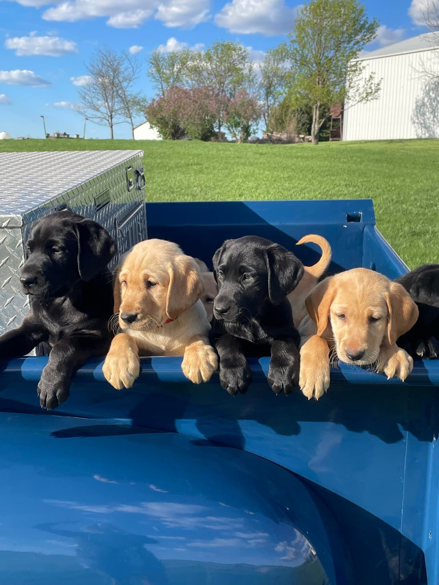 Five Labrador puppies, black and tan, in a blue pickup truck bed on a sunny day.