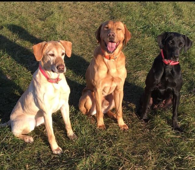 Three Labrador retrievers sitting in a grassy field: yellow, red, and black, all wearing collars.