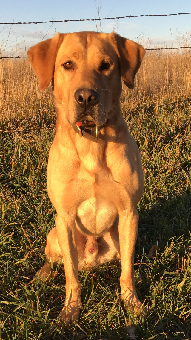 Tan Labrador retriever sitting in tall grass at sunset, facing the camera.