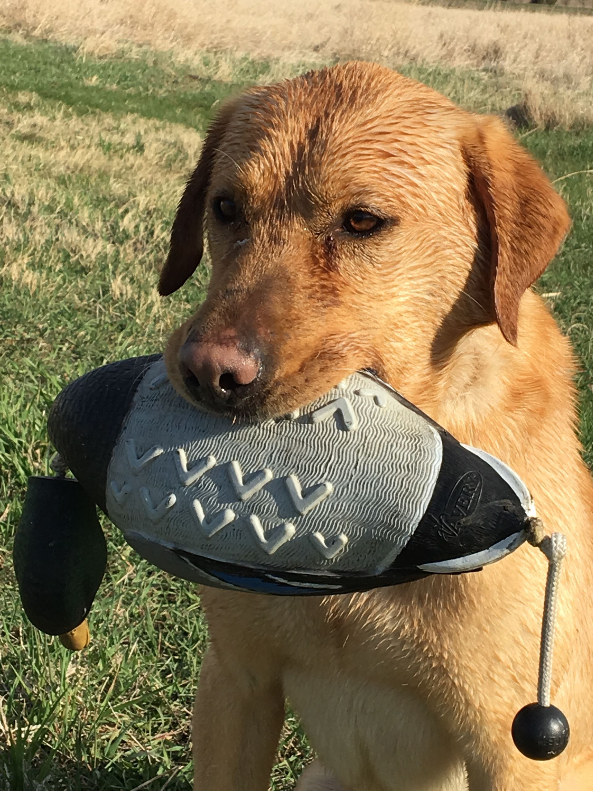 Golden-brown dog holding a gray toy ball in its mouth on a grassy lawn.