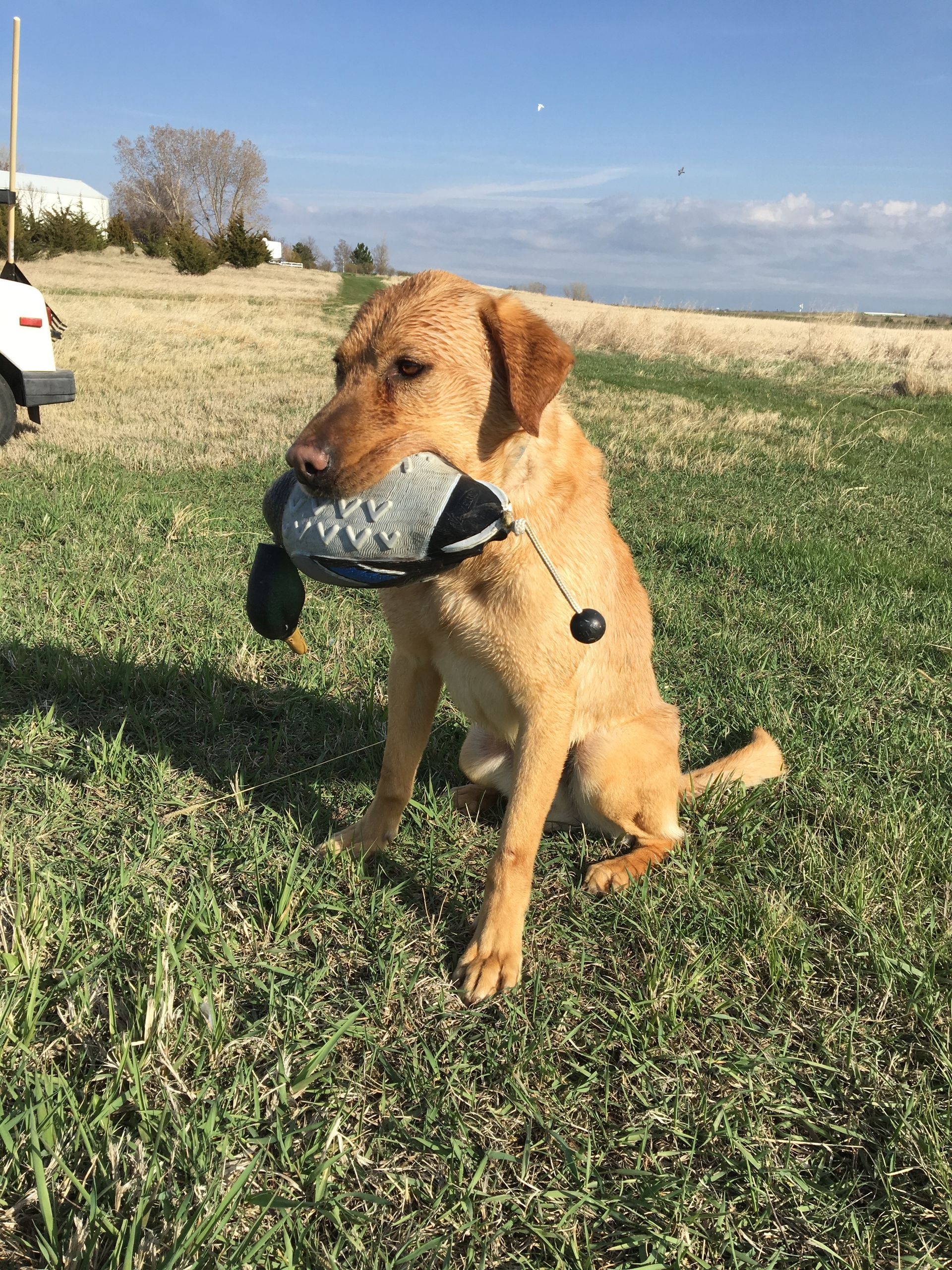 Brown dog sitting on grass holding a shoe in its mouth under a blue sky